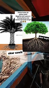 Sind1r4n buat pak presiden soal pohon sawit dn pohon hutan😱😱‼️⁉️‼️ #sorotan #semuaorang #fyp | Irma Ima