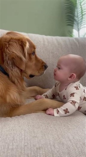 This Golden Retriever Made the Baby Laugh Instantly 😂🐶👶 FurReal