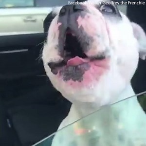 23K views · 434 reactions | This dog thinks he's an opera singer   Credit: Facebook Walter Geoffrey the Frenchie Instagram @waltergeoffreythefrenchie | Daily Mail Video | Facebook