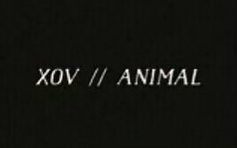 Animal歌词版mv