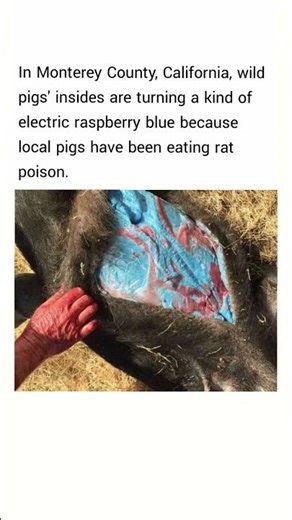in California, wild pigs' insides are turning a kind of electric raspberry blue