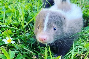 How to Get Rid of a Skunk in Your Yard: Proven Pest Control Measures – Pest Control Hacks