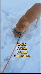 Why labradors are like this? Sniffing in extreme conditions