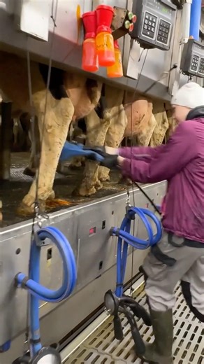 🐄✨ From Udder Washing to Milking Cows – How Farm Girls Use Milking Machines a Smart Way