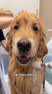177K views · 10K reactions | Goldens don't always love baths but Sterls and Colly really don't mind. Also today Lynda gave them an extra treatment called Theraclean that is great for their skin and any allergies. | Sterling Newton | Facebook