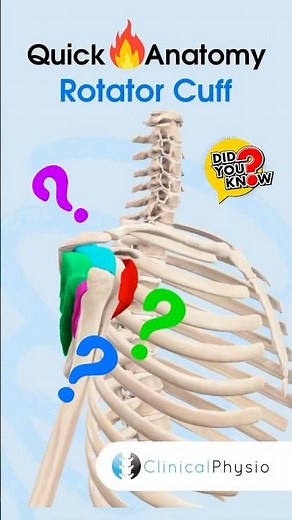 Rotator Cuff Anatomy #physicaltherapy #physiotherapy #anatomy #rotatorcuff