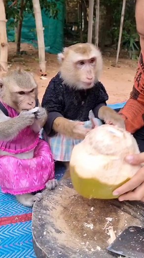 Funny Shally YaYa eat coconut water ❤️🥰 | YaYa Family