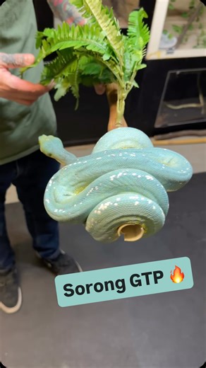 Not often do you see a blue green tree python! 🐍 This is a beautiful Sorong locality GTP Codyjoe has had for 11 years! I’ll be posting a full tour of Codyjoe’s shop in the new year! #gtp #greentreepython #snake #reptilesofig | Alpha Reptile