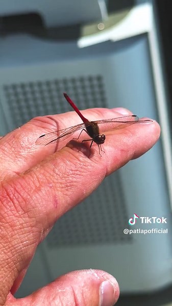 Took my pet dragonfly out for a little walk! 🐉✨ #PetDragonfly #Dragonfly #NatureVibes #WhimsicalWalk #UnexpectedPets