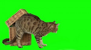 Cat Jumps Out Picnic Basket On Stock Footage Video (100% Royalty-free) 1105143741 | Shutterstock