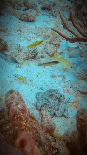 6.9K views · 20 reactions | You can see octopus slap the fish #reelsvideoシ #videos #fyp #viral | Spearfishing Unofficial | Facebook