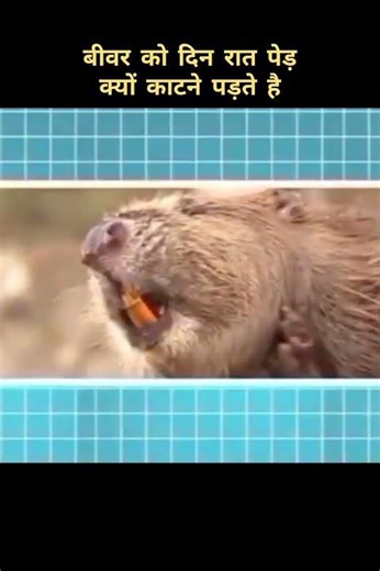 Why do beavers have to cut down trees #top10 #facts #animals #amazingfacts #intheworld