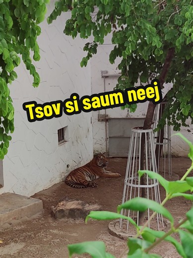 Tsov Si Saum Neej: Sim Neej Ntawm Qhov Muag Lawm Tiag Li