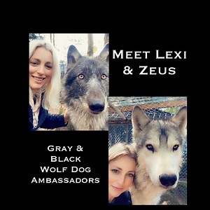 Meet Lexi & Zeus! 2 of our 15 Wolf Dogs in our Conservation Program! Zeus is our largest wolf dog, weighing in at 135lbs! While Lexi is one of our smallest, weighing in around 60lbs. They sure are a dynamic duo! Zeus & Lexi need some help to get us through to our permitting hearing at the end of the month. If you are able to donate or share our fundraising campaign, it would sure be a huge help! Thank You for Your Support! #wolfwednesday #graywolf #blackwolf #supportthehowl | Because We Matter