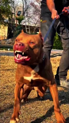 Who Wins? Pitbull or Kangal 🐕🔥 #shorts