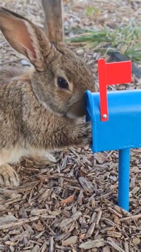 Time to check mails. Learn from this bunny #rabbit