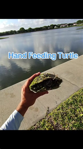 This turtle almost bit my finger off #turtle #fishing | Turtle Feeding