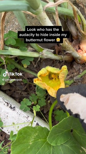 Dealing with Cutworms in Your Garden: A Gardener's Nightmare