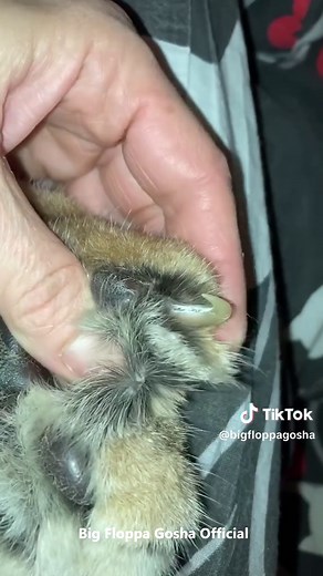 Gosha is sleeping #bigfloppa #Гоша #floppa #caracal #karakal #каракал #bigcat #catoftiktok #カラカル #狞猫 #카라칼