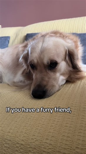 The Best Duo in My Life: Celebrating Pets