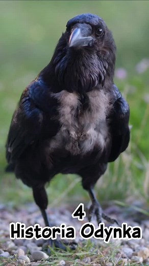 Tym razem o tym czemu Odynek ma łysinę. Co z tymi piórami? | Sowia dusza