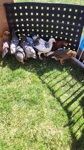 I'm finally back! I've got new chicks and it's coop spring clean out time. #backyardchickens #chickens #montana #fresheggs #chickencoop #homesteading #growyourown #chickenkeeping #coopcleanout #springcleaning