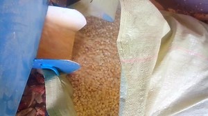 Maize Grain from Maize Sheller Machine Pouring into a Sack Stock Footage - Video of output, clip: 220699692