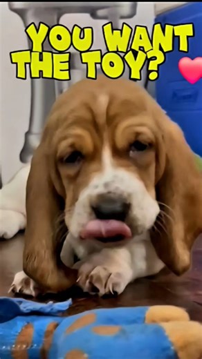 Puppy Just Did THE CUTEST Thing 😍 #fyp #kpop