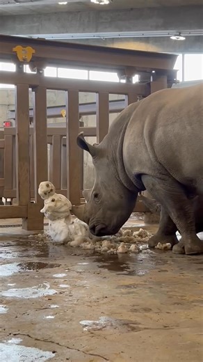 11K views · 221 reactions | Tulsa Zoo on Reels | Facebook