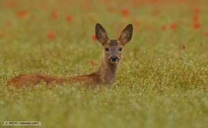 Roe deer - Alchetron, The Free Social Encyclopedia