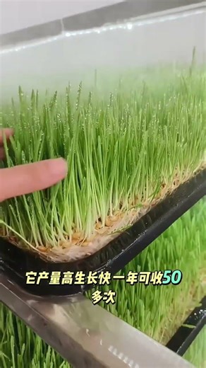 7-Day Hydroponic Fodder System: The Science of High-Efficiency Feed Production #cattlefeed