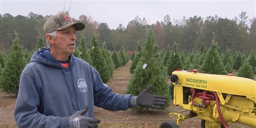 Tree farm owner offers tips for buying a live Christmas tree