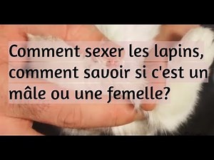 LAPINS: Comment sexer les lapins, comment savoir si c'est un mâle ou une femelle?