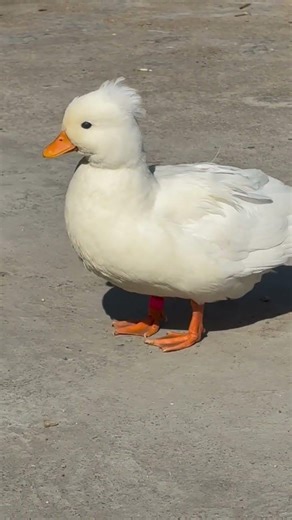 Adorable White Crested Duck Standing Proud | Cute & Beautiful Bird 🦆 Peaceful Duck Walk Scene #duck