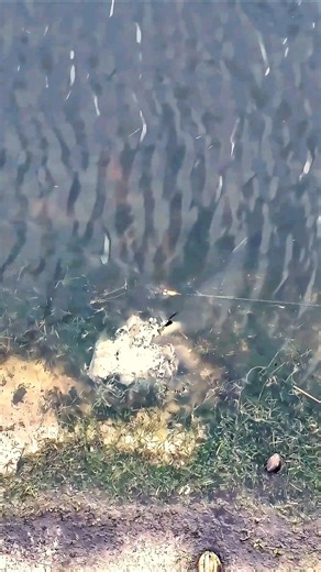 1.3K views · 11 reactions | Sometimes snakehead eat, sometimes they dip out like ‍♂️ Frog landed over its head and it chose flight over fight. Keeps you on your toes every cast. What would you have done differently? #americansnakeheadcustoms #dronefishing #fishingnotcatching #snakehead #fishoftheday  Americansnakeheadcustoms.com | American Snakehead Customs | Facebook