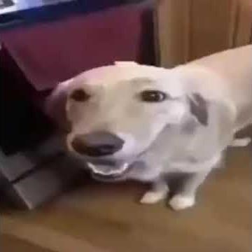 butter dog type beat