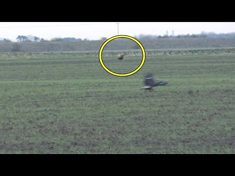 Hare Jumps Over Swooping Eagle