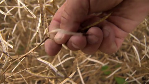 Manitoba hail storm decimates crops, hail insurance claims pour in