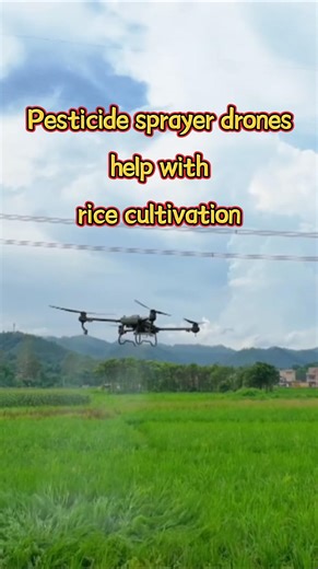 Watch how pesticide sprayer drones are helping with rice cultivation in south China's Guangdong. #China #Guangdong #drone #rice #SmartFarming | China Xinhua News