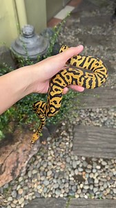 2025 Wins: Ball Python Edition 🥳🎉 Finally got my hands on these Ball Pythons this year. 🙌🏼🥰🙏🏽 I’m also taking this time to thank all the new friendships formed through this hobby 🙏🏽☺️❤️ Thank you for choosing and supporting Arcandrez Ball Pythons. 🙏🏽Please know that I truly appreciate all the love you’ve shown for my animals 🙇🏻‍♀️🙇🏻‍♀️🙇🏻‍♀️ We are ready for more in 2026! 🍾💪🏻 | Arcandrez Ball Pythons