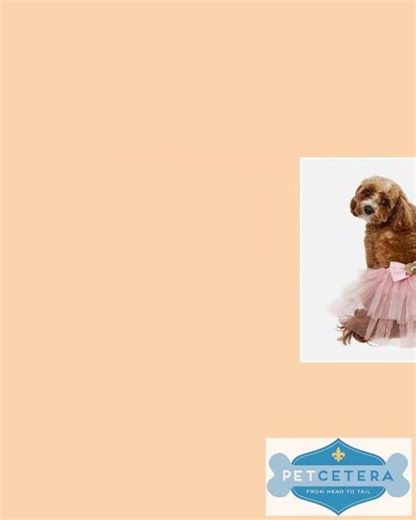 Birthday Fairy Tutu Pet Accessory