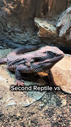 Intimidating Reptiles: Discover the Fiercest Types