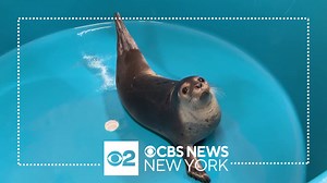 Right now is the annual migration for seals from New England and Canada to warmer water in New Jersey, so folks along the Jersey Shore may see more young seal pups. Read more: https://cbsloc.al/49rtsqj | CBS New York
