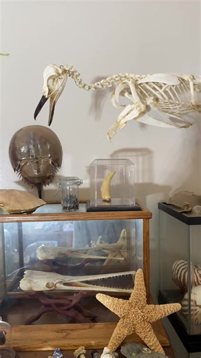 Exploring a Personal Museum of Oddities with Penguin Skeletons and Vulture Culture
