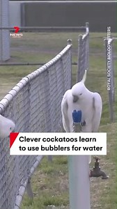 Clever cockatoos in Sydney have learned to use bubblers to drink waters. Researchers filmed the birds gripping the valve and twisting it to start the flow. #cockatoo #parrot #bird #birds #avian #wildlife #animal #aussieanimals #aus #australia #nature #water #7NEWS | 7NEWS Sydney