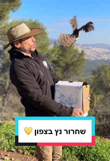 שחרור נץ מנהריה – חגיגת הטבע בצפון