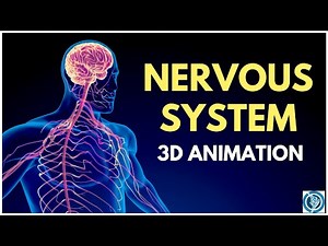 Human Anatomy of Nervous System 3D Animation | Structure and Functions