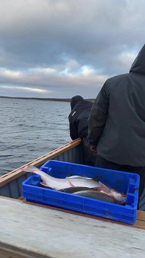 PolarStorm1992 on TikTok