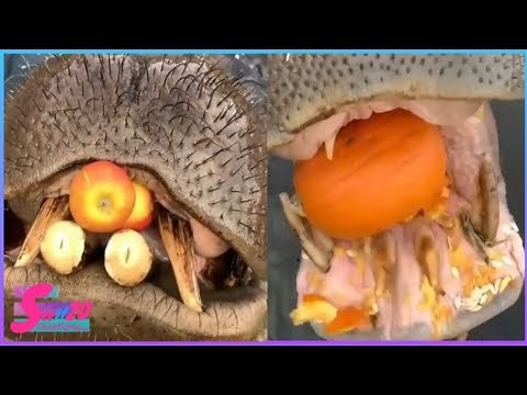Big Hippos Eating WaterMelon , Cabbage , Fruits ...etc. || Watch Amazing & Wonder @SeeIt_20
