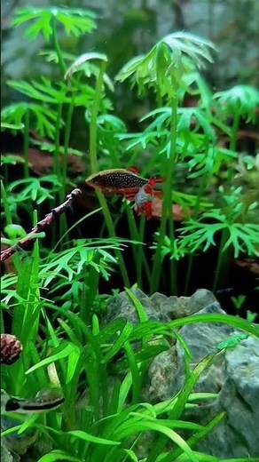 Rasbora Galaxy